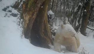 Panda albino é flagrado interagindo com mãe e filhote na reserva de Wolong.