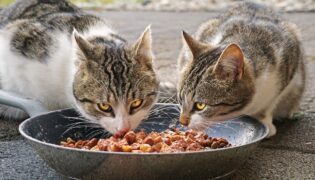 Descubra o que oferecer para o seu gato quando não tiver ração