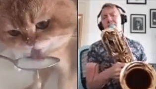 Gato bebedor de leite se torna viral e com ajuda musical surpreendente.