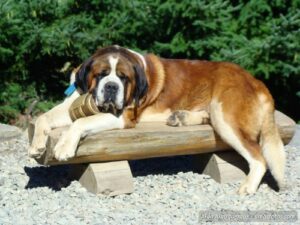 Guia para escolher a casinha perfeita para o seu cão