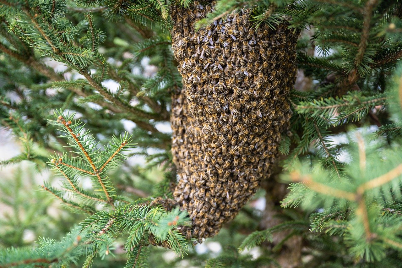 swarm of bees, bees, insects