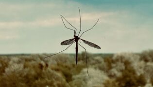 Combatendo Mosquitos: Remédios Caseiros e Cuidados Pós-Picada