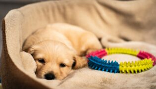 Cinomose Canina Desvendada: Tudo o que Você Precisa Saber para Proteger Seu Amigo de Quatro Patas!