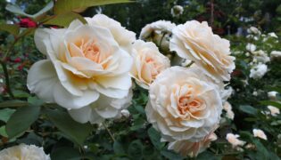 Como cultivar rosas esculturais de jardim? Confira o Passo e dicas