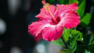 Hibisco: o estonteante vermelho asiático e seus benefícios à saúde