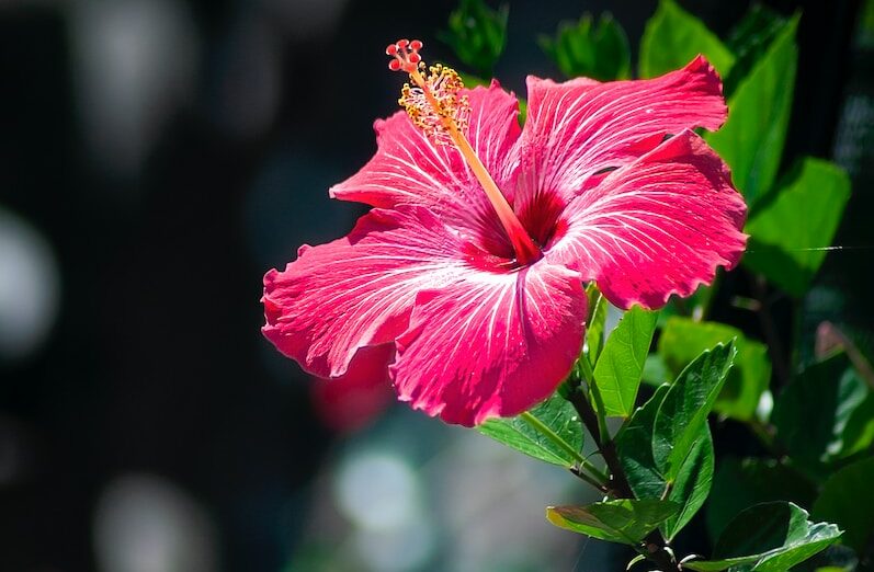 Hibisco: o estonteante vermelho asiático e seus benefícios à saúde