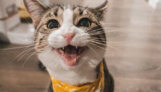 A linguagem misteriosa dos gatos: compreenda o miado do seu animalzinho