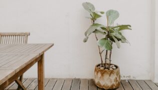 Conheça 5 tipos de plantas Ficus para deixar sua casa linda e charmosa