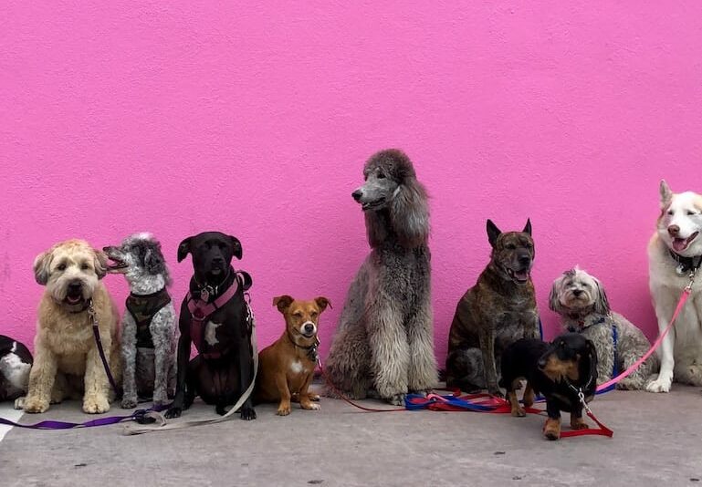 litter of dogs fall in line beside wall