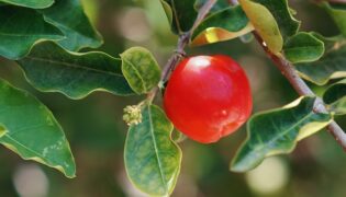 Acerola: conheça as características e os benefícios dessa super-fruta à nossa saúde!