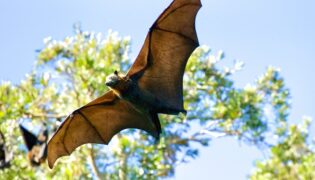A maravilha genética dos morcegos. Estudo aponta resistência ao câncer e controle de infecções