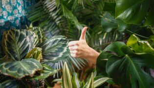 Verdor que refresca: Top 10 plantas que climatizam o ambiente