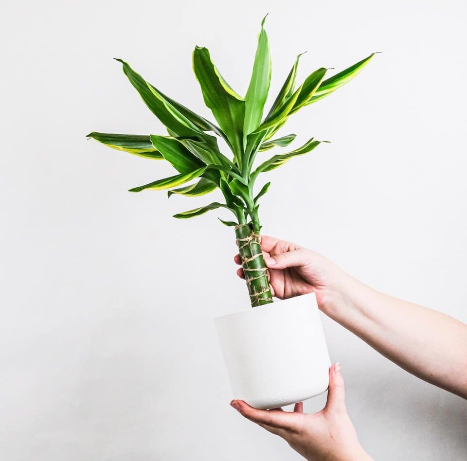 person holding green plant on white pot