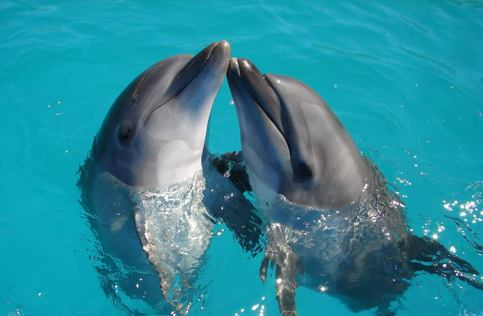 a couple of dolphins are swimming in the water