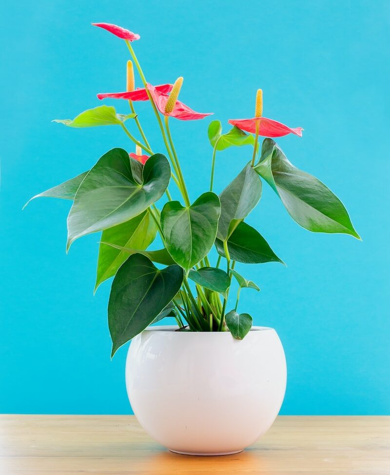 a potted plant with red flowers on a table
