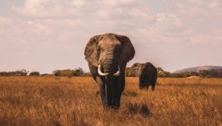 O Novo Terror da Savana! Estudo Revela Medo Animal Mais Intenso que o Causado por Leões