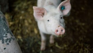 Pesquisa Inovadora Utiliza Fígado de Porco Geneticamente Modificado em Tratamento Humano