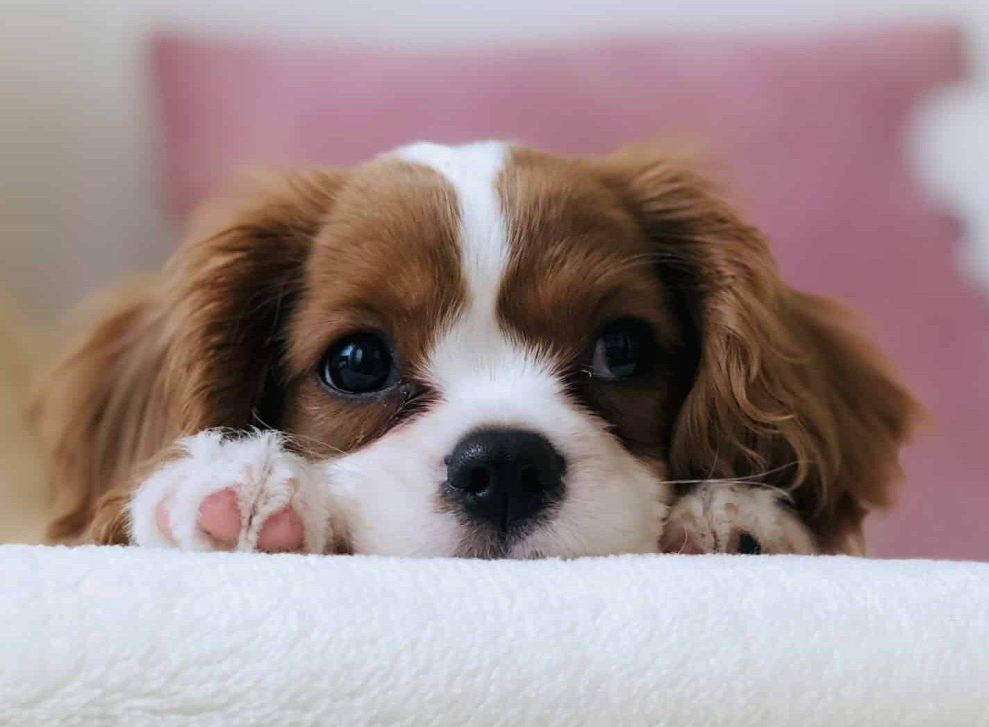 long-coated white and brown puppy