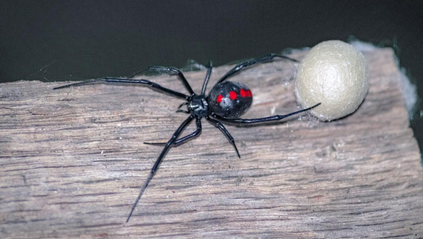 a black and red bug