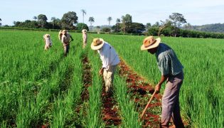 Operação Terra Forte: Nova Oportunidade para Agricultores Gaúchos