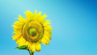Setembro Amarelo: A História e o Impacto de uma Campanha de Esperança