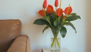 5 Plantas que adoram a sombra: dicas para cultivar em casa