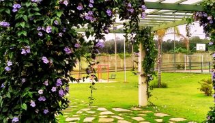 15 Tipos de Plantas Trepadeiras Com Flor Para Seu Pergolado