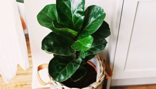Ficus Lyrata e outras espécies: dicas para cultivar e deixar sua casa mais verde